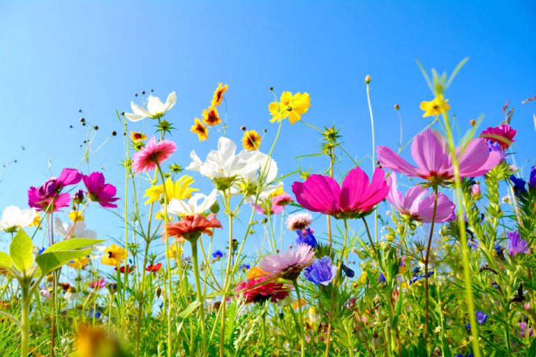 Des fleurs de printemps
