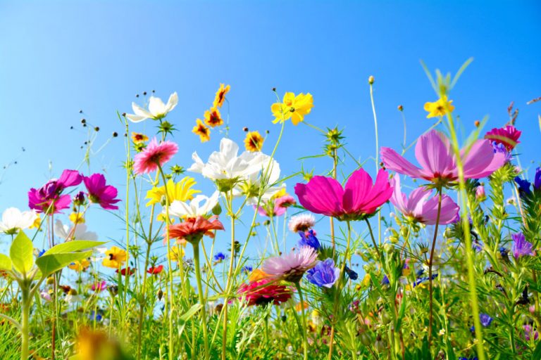 Fleurs de printemps : que faire au jardin