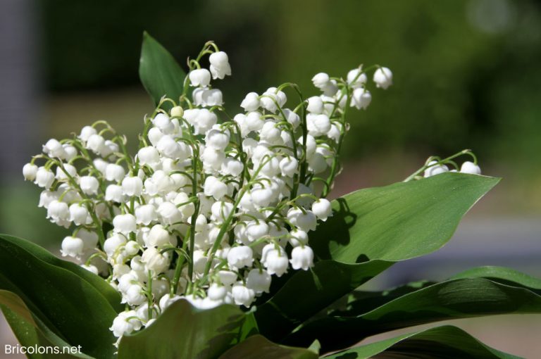 Un petit bouquet de muguet
