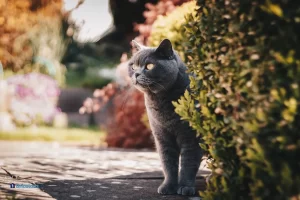 Un chat gris dans un jardin.
